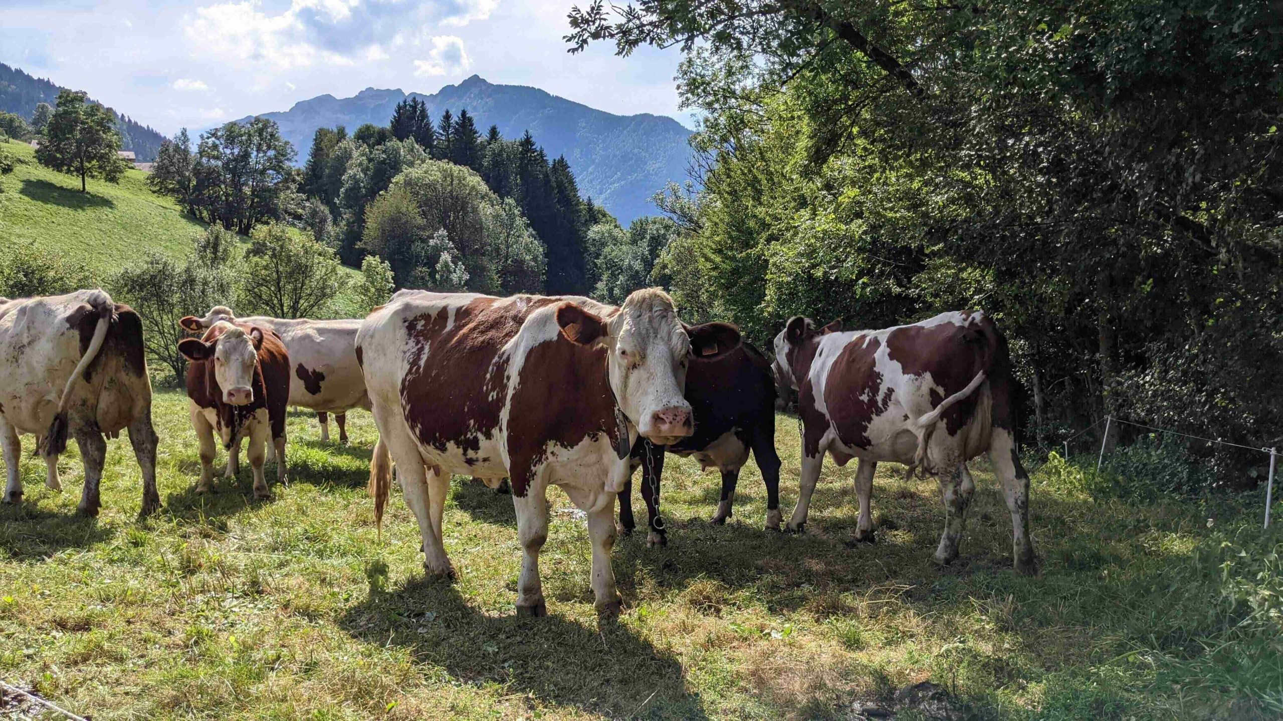 vache3