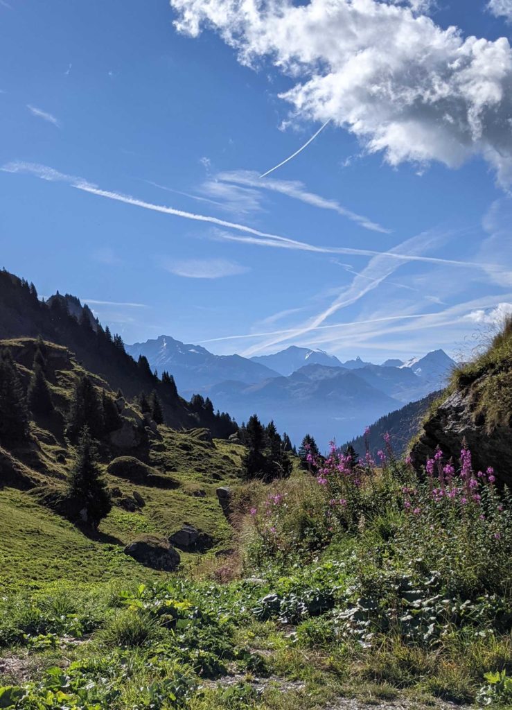 Alpage-de-plan-pichu-la-vie-en-bleu-fromage-de-saison