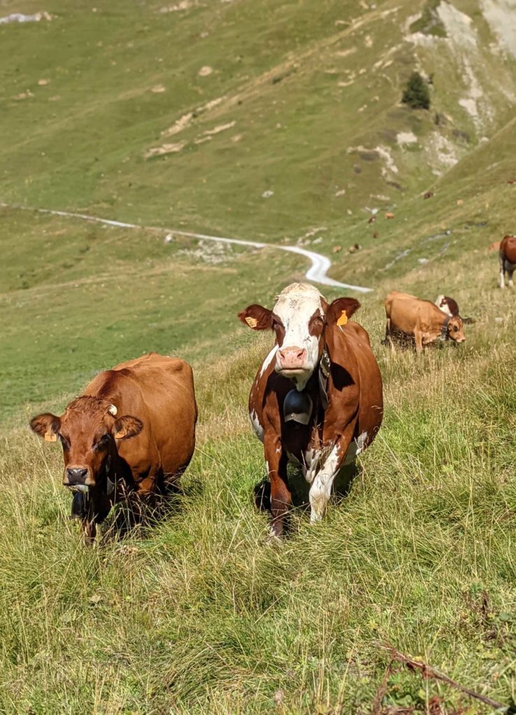 Vache-tarine-fromage-de-saison-monbleu-beaufort-1