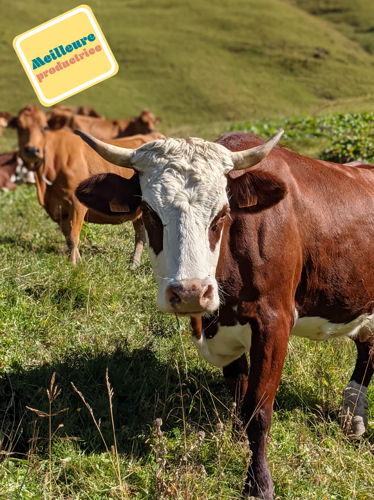 Vache Abondance 